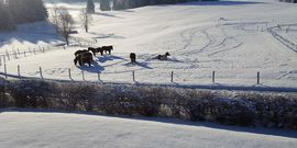 Ponys auf der Weide im Winter