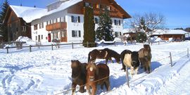 Ponys auf dem Ferinehof Mayr